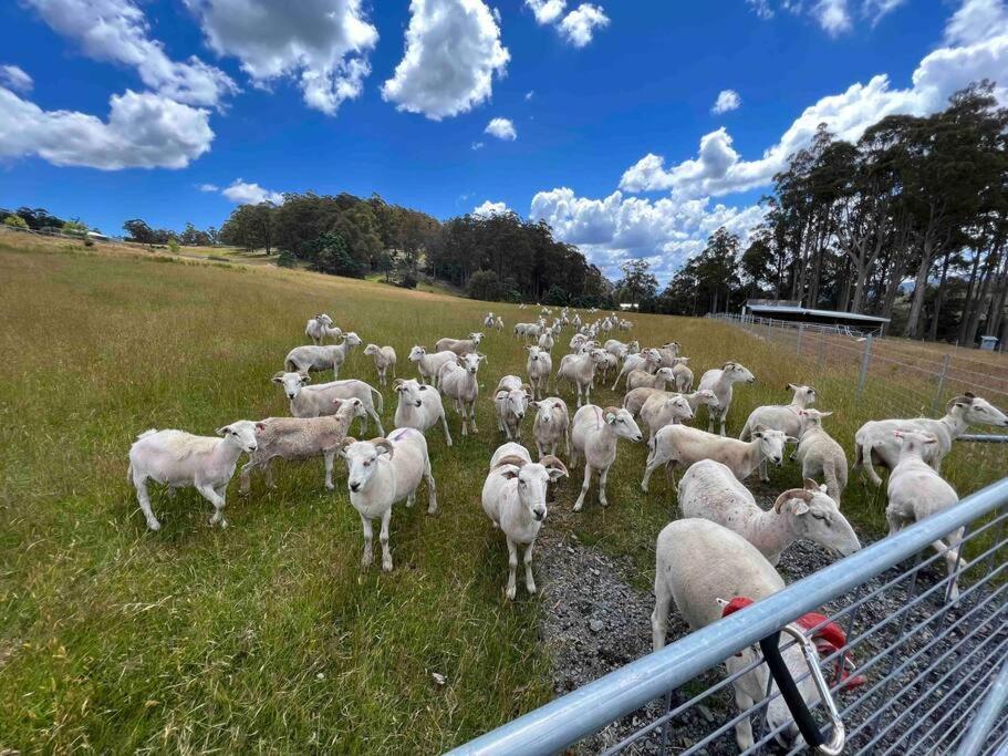 Amaroo With A View Set On A 50 Acre Hobby Farm Apartment Collinsvale ภายนอก รูปภาพ