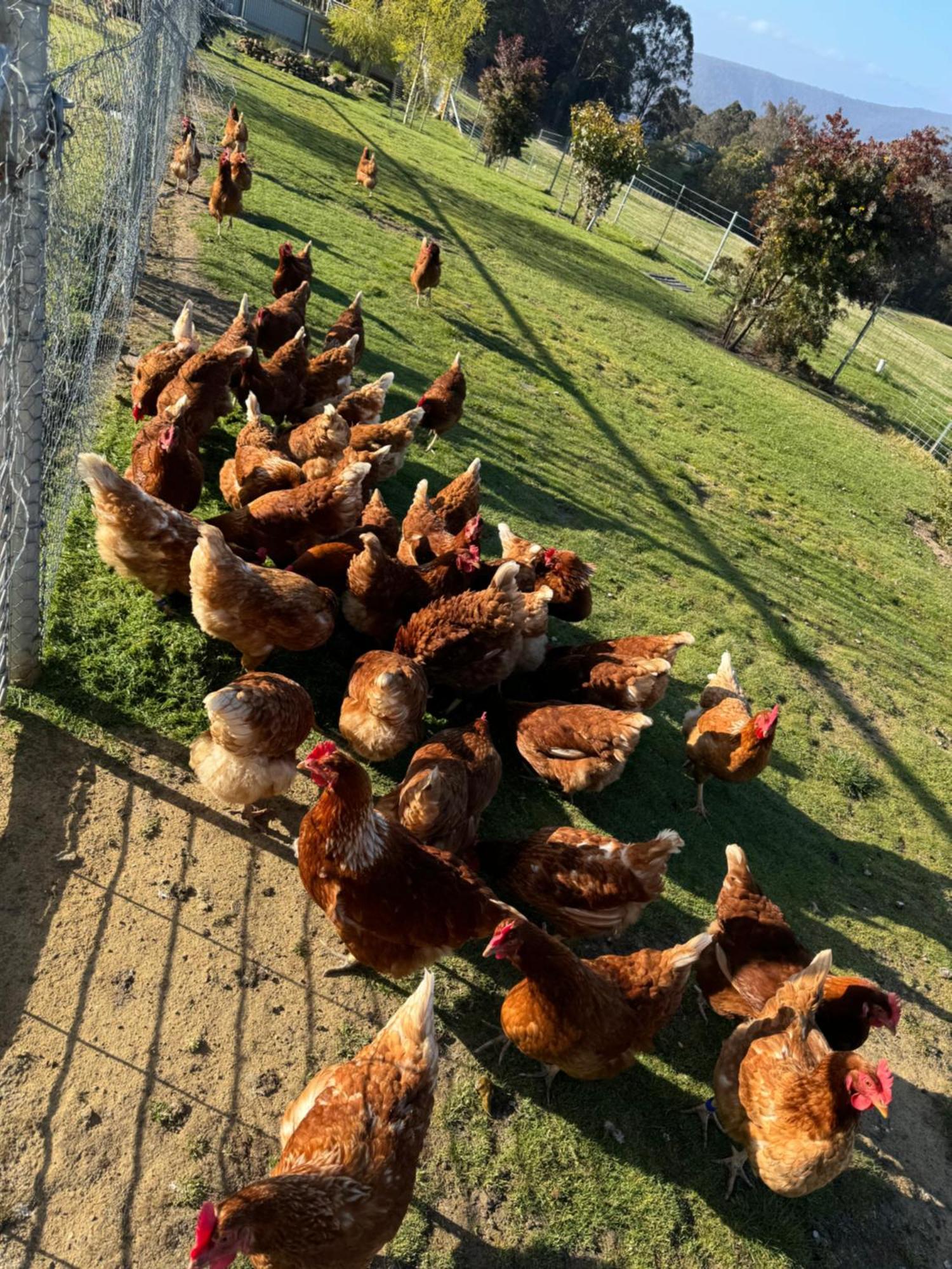 Amaroo With A View Set On A 50 Acre Hobby Farm Apartment Collinsvale ภายนอก รูปภาพ